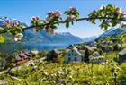 Frukthage i Hardanger