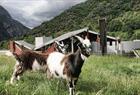 Geiter på Norsk Natursenter i Hardanger